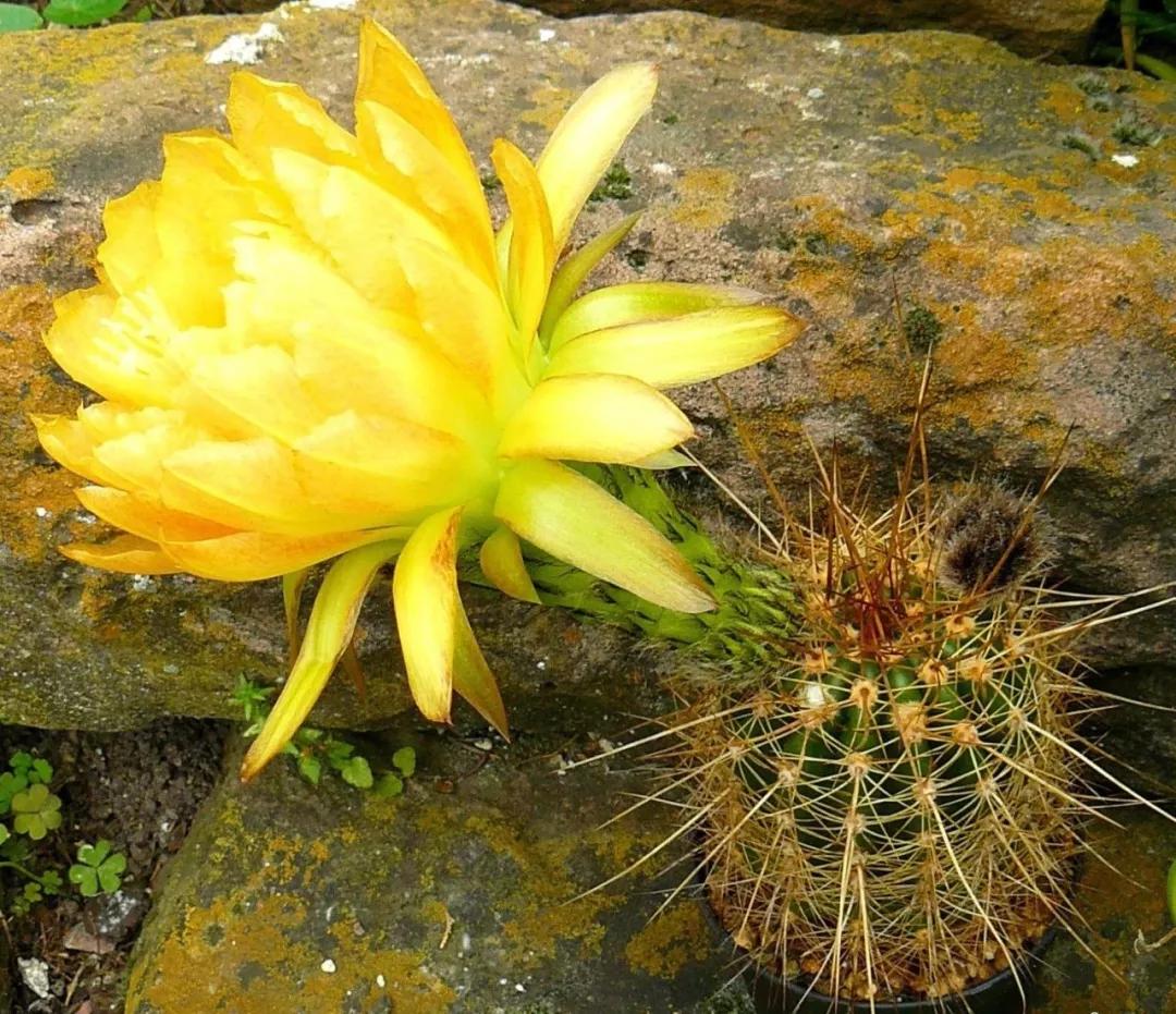 100种仙人球花图片,100种仙人球的品种视频