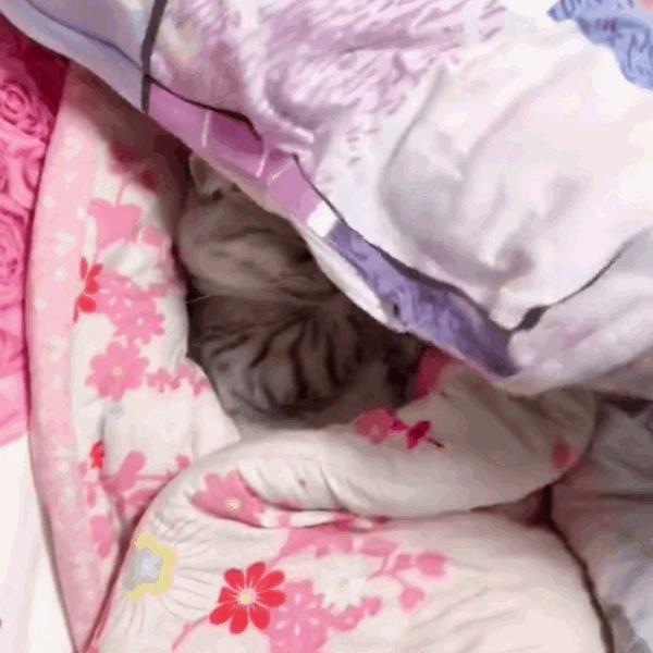 猫咪饲养管理现状,猫和老鼠猫咪现状