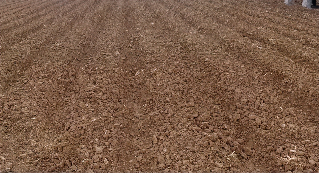 花生种植技术与病虫管理,花生种植与病虫管理
