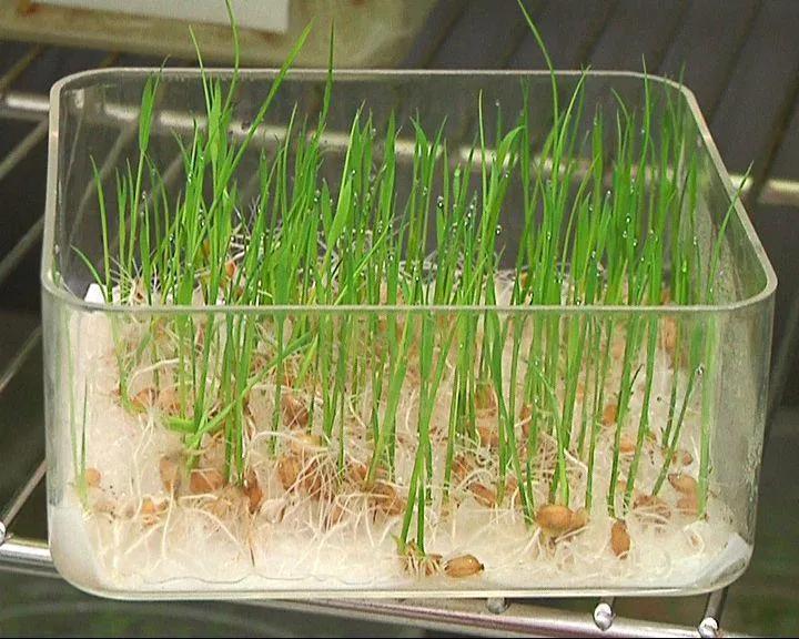 评价米饭好吃怎么说,对米饭赞美与批评的对比