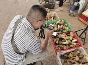 木水花野生菌市场直播,木水花直播现场