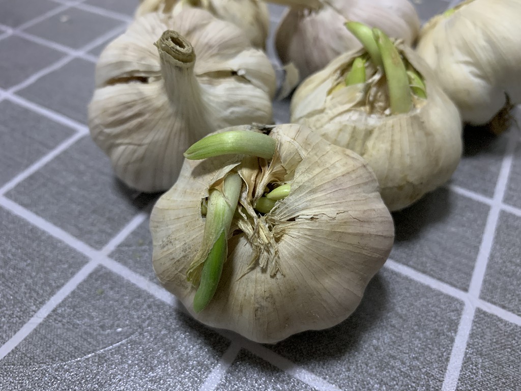 大蒜怎么保存不发芽妙招,大蒜冬天出芽怎么办