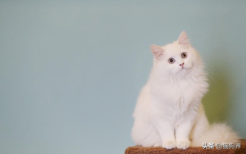 猫咪美毛护理,猫咪美毛攻略