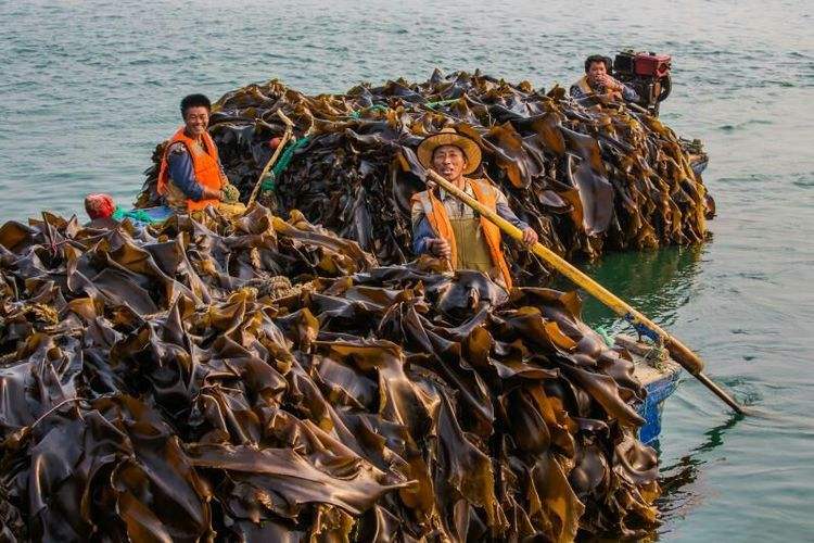 海带表面的白色是霉变了吗,海带上的白霜与霉有什么区别