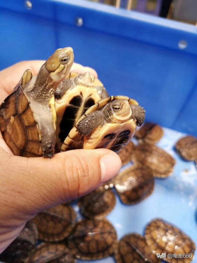 历年龟价走势如何,2024年龟行情走势