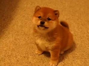 超级可爱呆萌的小奶狗,全种类小奶狗超萌合集