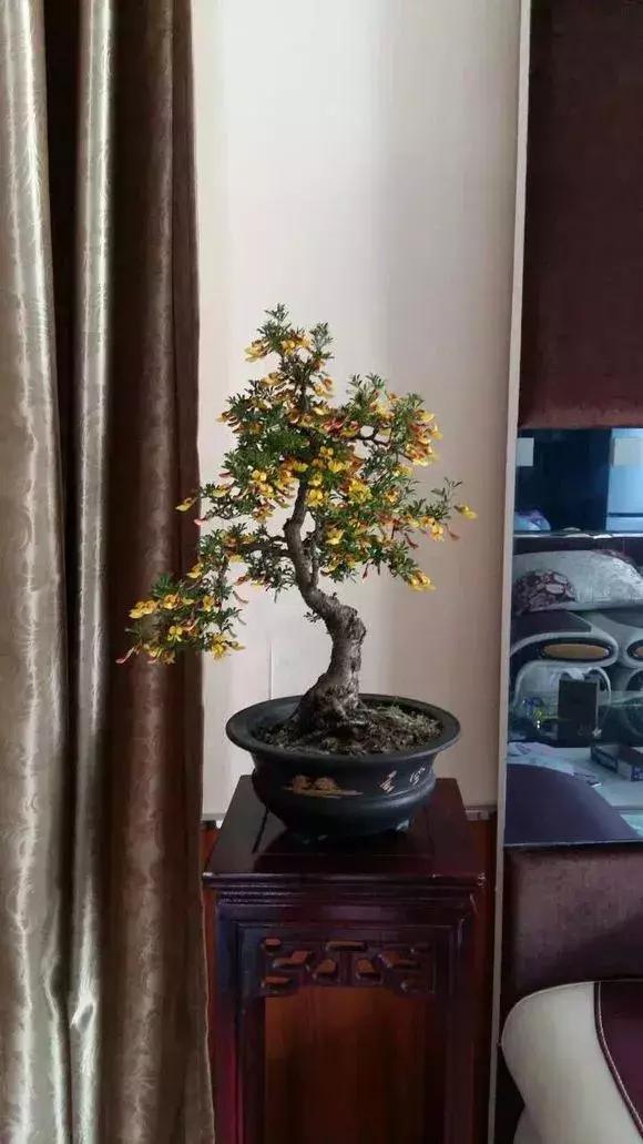 养花需要用到比较贵的东西,养花很贵自己养自己