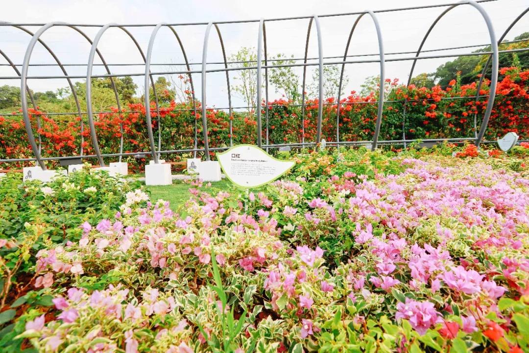 簕竹杜鹃谷公园,好看的杜鹃谷公园