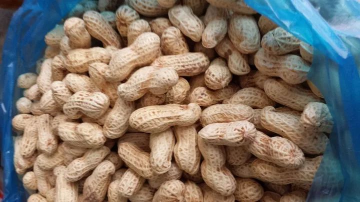 1个洋葱丢盆里,花朵砰砰开,一下能变2个头,省钱了!