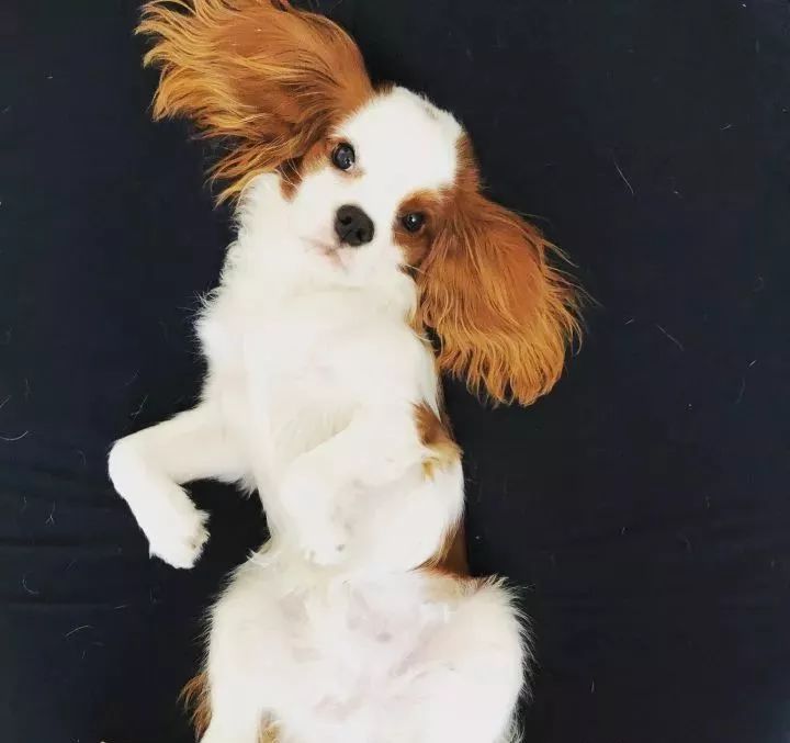 眼睛周围毛色一个白一个棕色，像船长一样