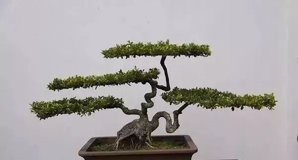 古朴自然盆景欣赏,造型极美的盆景一起来欣赏