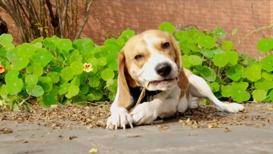 方便录视频的美颜相机,方便录像的手机