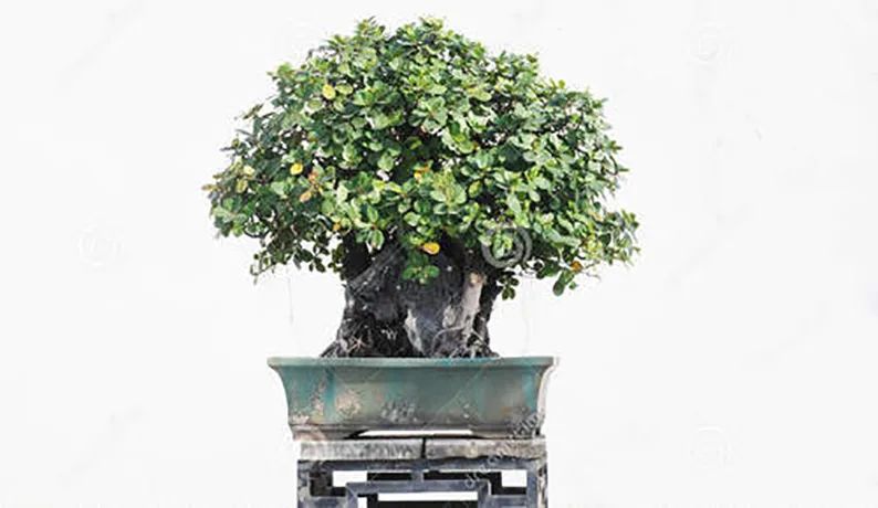 想要盆景长得爆土壤有技巧,怎样自己培养一棵价值高的盆景
