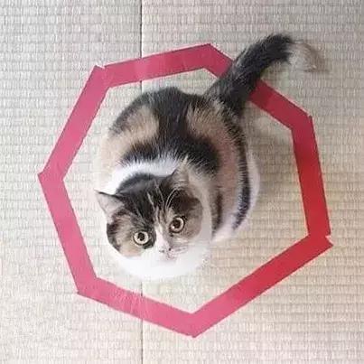 如何封印一只猫,怎么一招封印猫