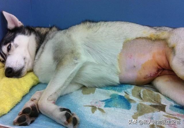 狗狗意外怀孕怎么办