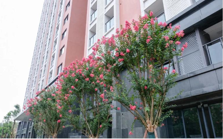 配置豪华!四川大学新宿舍曝光,坐拥4部电梯,双人标准间,还有健身房!