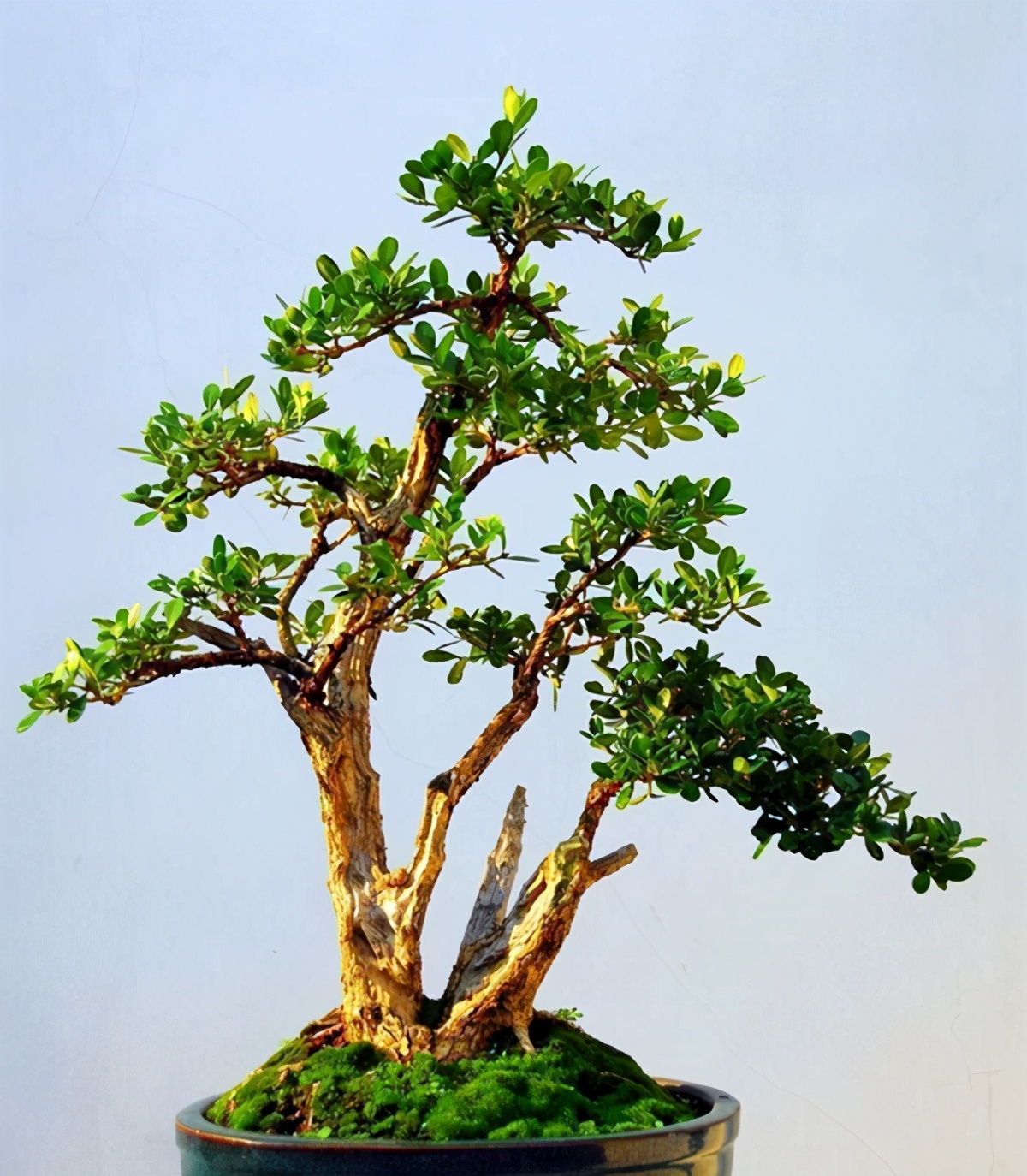 黄杨盆景怎么养才能更旺盛,黄杨盆景值钱吗