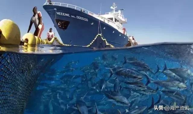 市场上最常见的十种淡水鱼,中国十大水产品排行榜