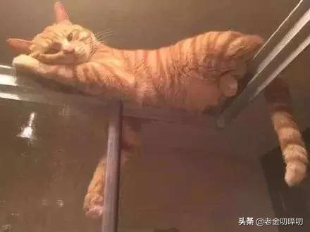 猫咪偷看我洗澡,猫为何喜欢偷看人洗澡