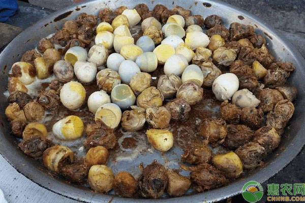 毛鸡蛋成本多少,毛蛋多少钱