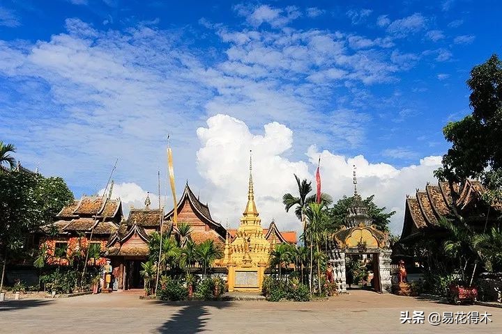 佛教的五树六花指的是什么,佛教五树六花是哪些植物