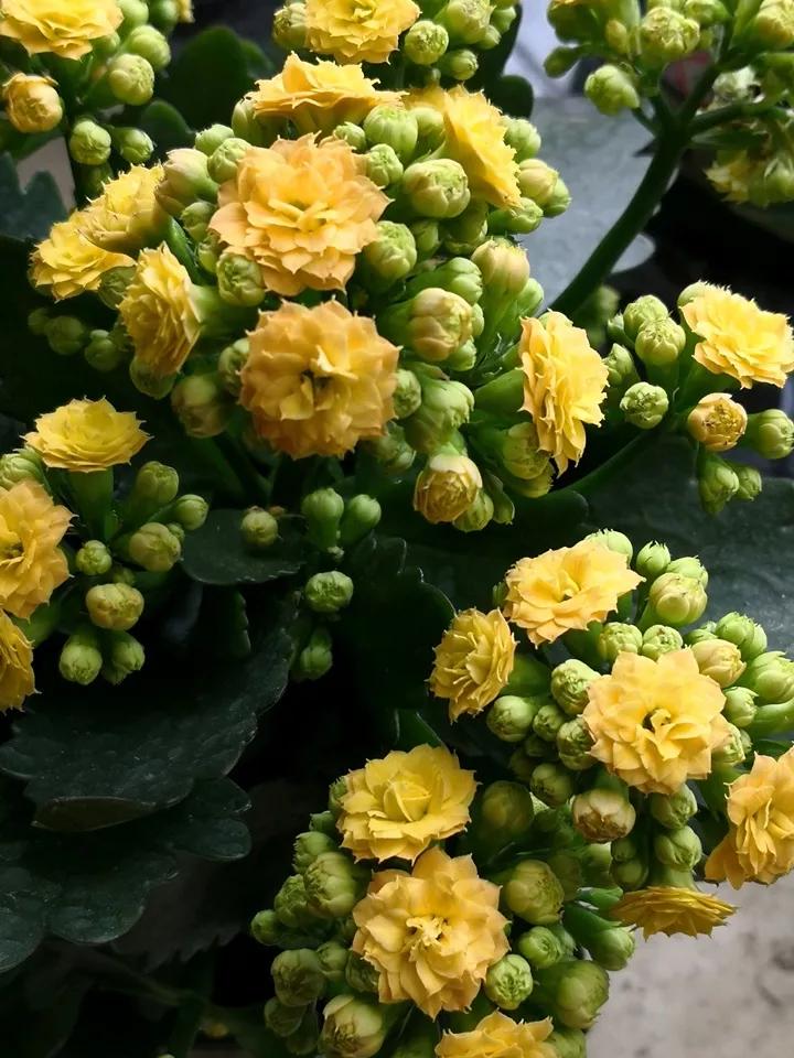 长寿花，寓意好、开花漂亮，花期长，品种多达300个