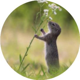 行测言语理解常考的词语,行测言语理解之成语辨析知识