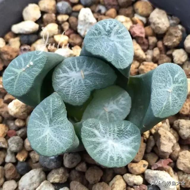 世界名贵花图片大全集,世界上最漂亮名贵的花卉