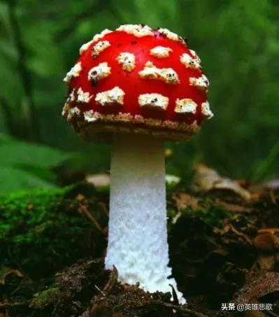 为什么金环蛇没有银环蛇毒性大,金环蛇银环蛇哪种蛇毒性强