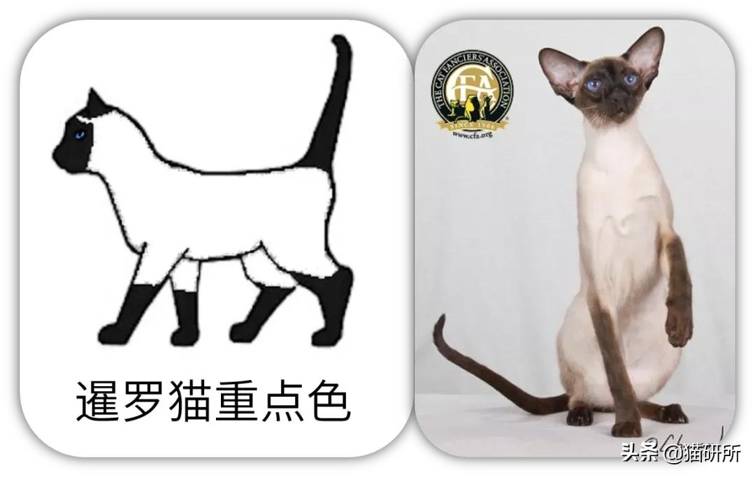 猫咪的花纹是怎么长出来的,猫咪身上的花纹有多奇葩