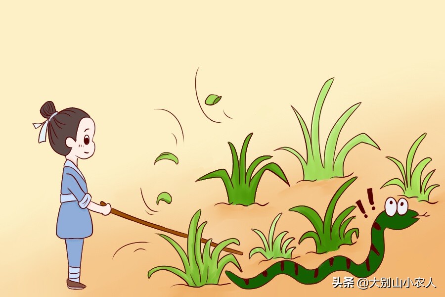 真•全村吃饭蛇:性格温顺但毒素却能深入骨髓,就是被咬后要睡觉