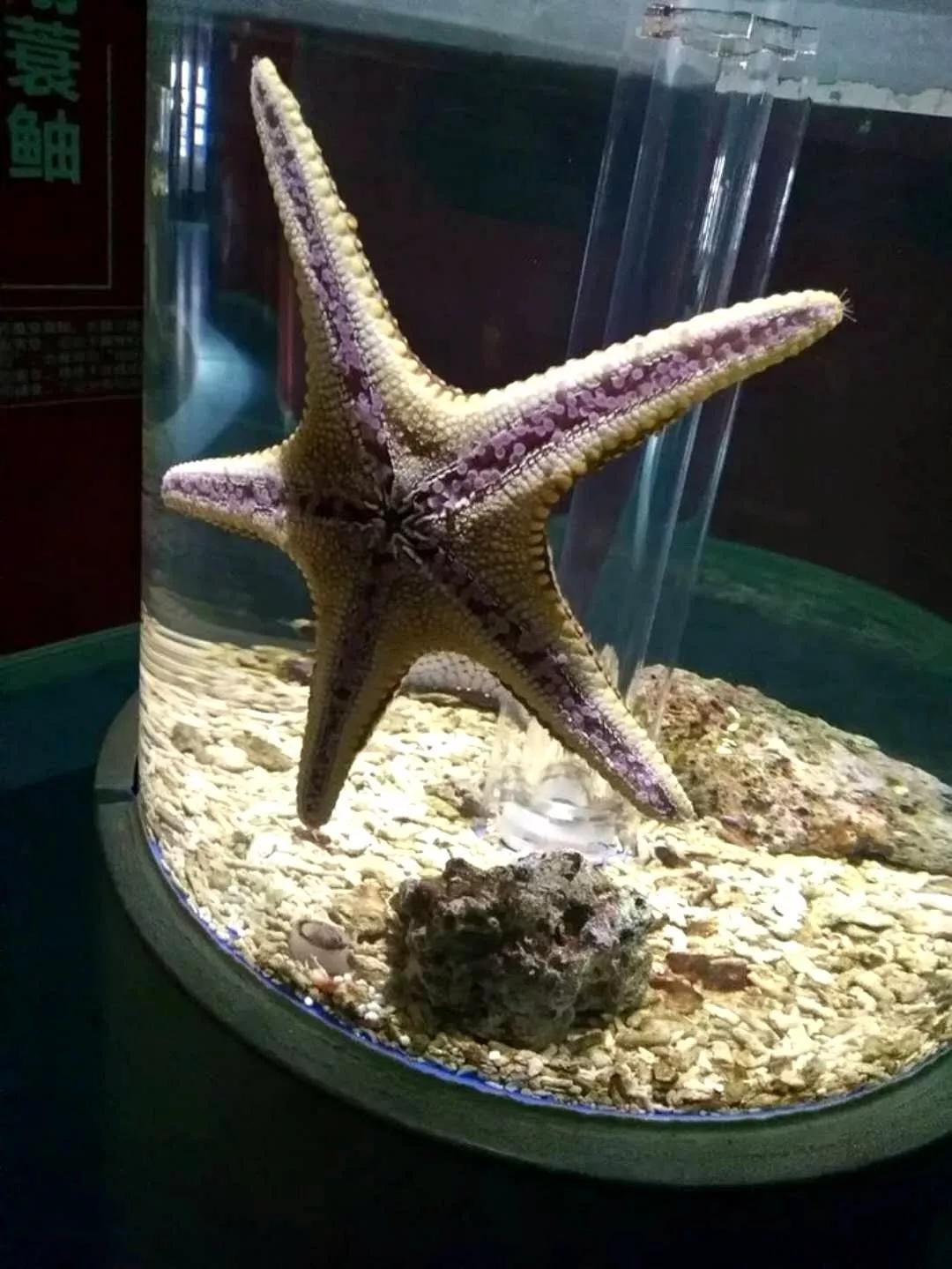 海底世界搬到自己家,海底世界聊城入园