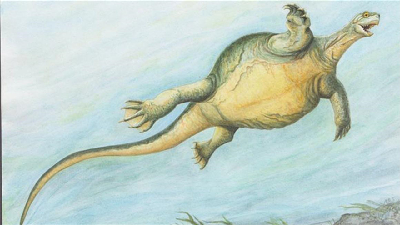 乌龟被拆了还能活吗,乌龟被挖出来