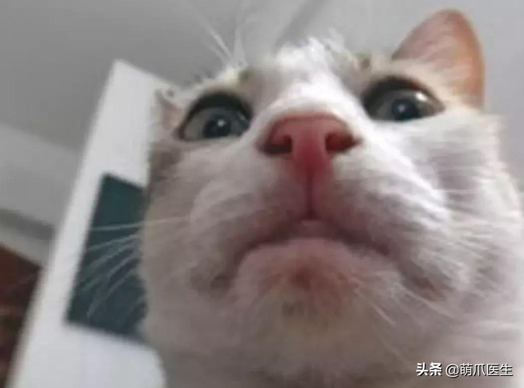 领养一只猫真的很难吗,领养很难