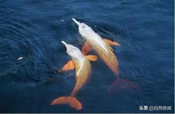 亚马逊十大凶猛植物,巴西亚马逊热带雨林动植物