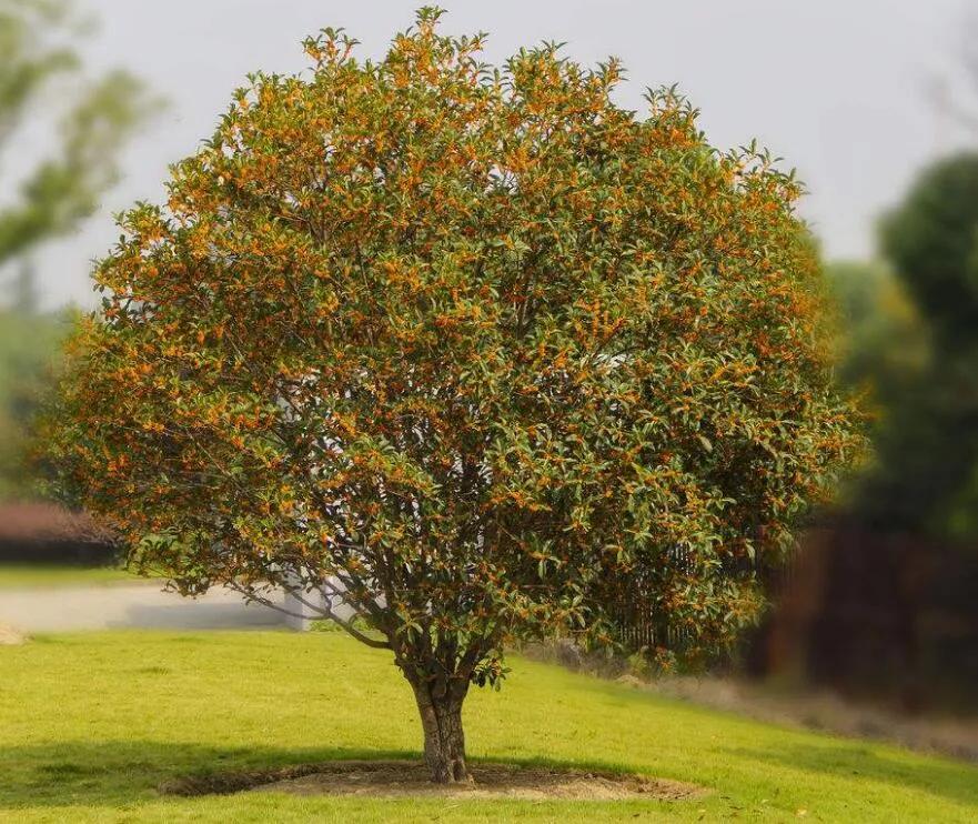 在花园里种什么草,在花园里种什么花最好
