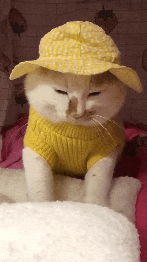 可可爱爱的猫狗,可可爱爱的流浪猫咪