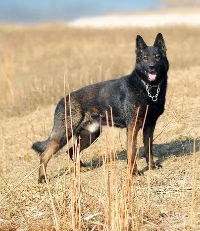 狼犬的故事,狼犬一般有多高