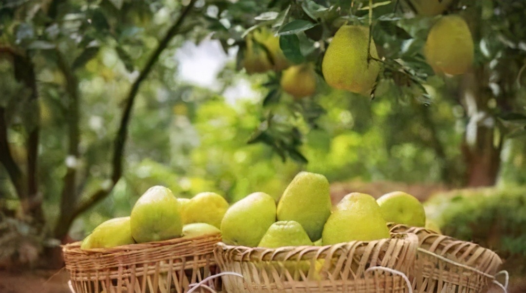 一只果，一座城！品尝龙安柚，爱上金广安