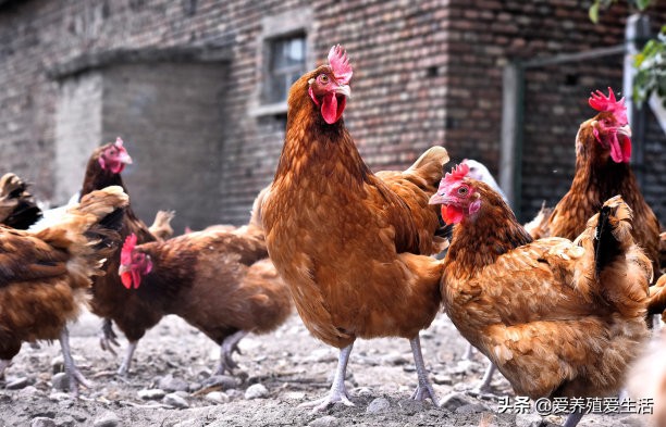 鸡嗉囊肿胀是怎么回事,鸡嗉囊胀不消化怎么治疗