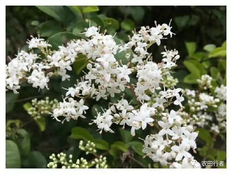 果园管理规章制度,柑橘果树修剪15条铁律