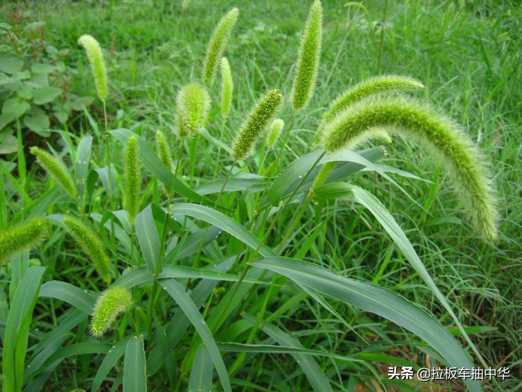 抗性杂草~狗尾草（附防除办法）