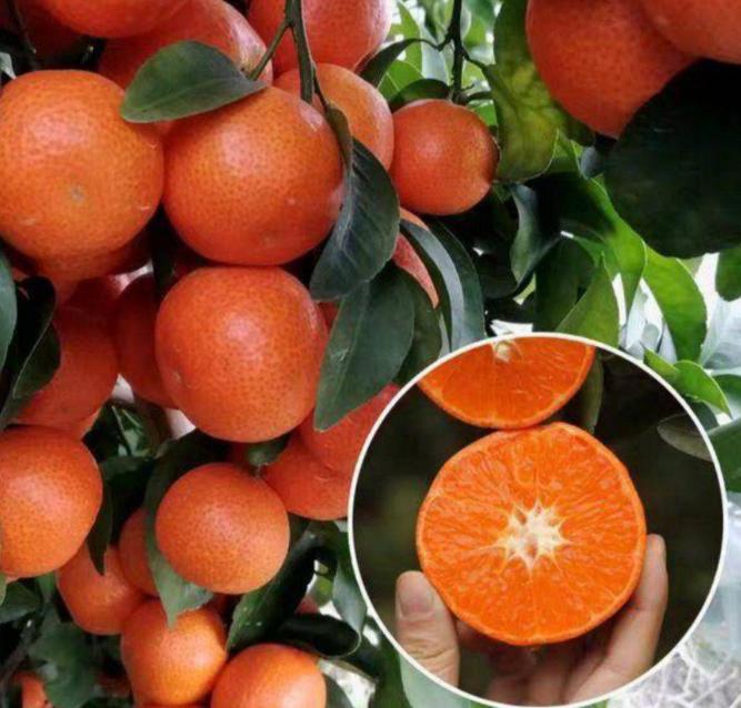 最新最有前景的柑橘新品种,真正有前景的柑橘新品种有哪些