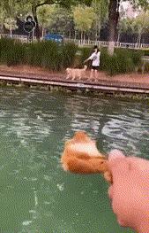 吉娃娃被气坏的视频,吉娃娃被气坏视频