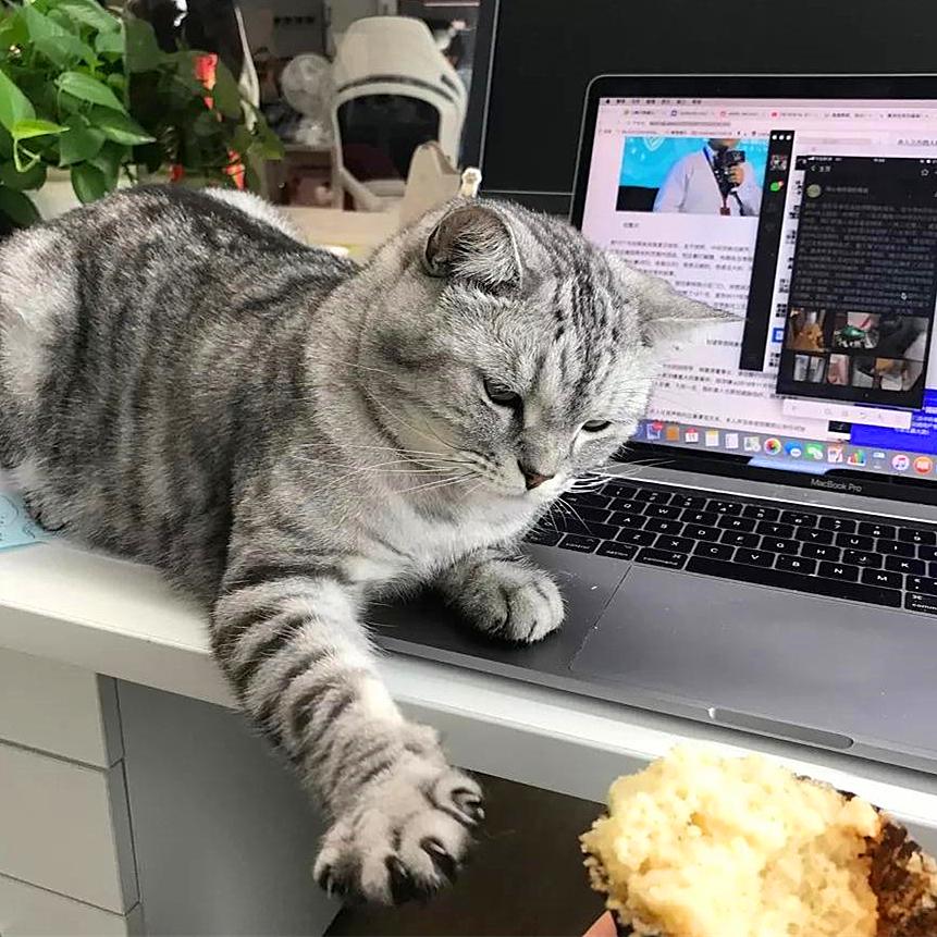 猫咪闹脾气绝非小事,轻视猫咪的情绪会有严重后果,伤猫又伤己