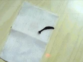 水蛭在人体吸血有毒吗,水蛭被吃进肚子里会存活吗