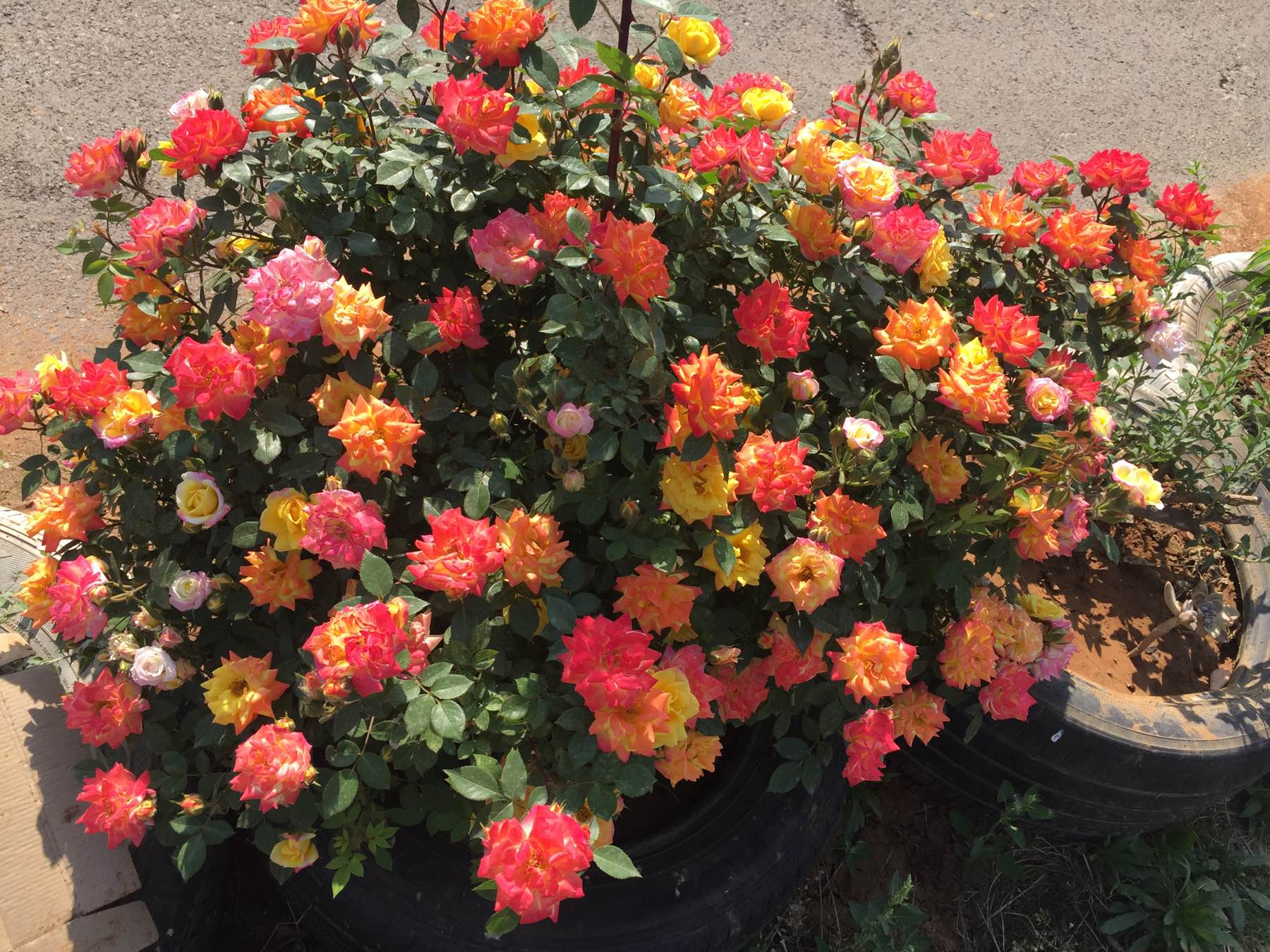 藤本开花植物哪种好养,好养的藤本开花阳台植物