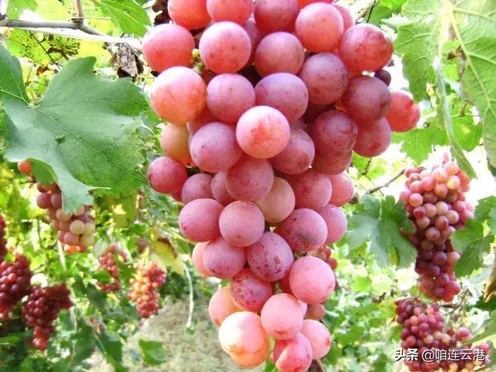 连云港现在采摘园有什么可以摘,连云港11月份采摘