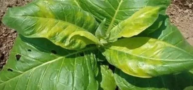 作物缺素口诀,作物营养缺素诊断与科学施肥