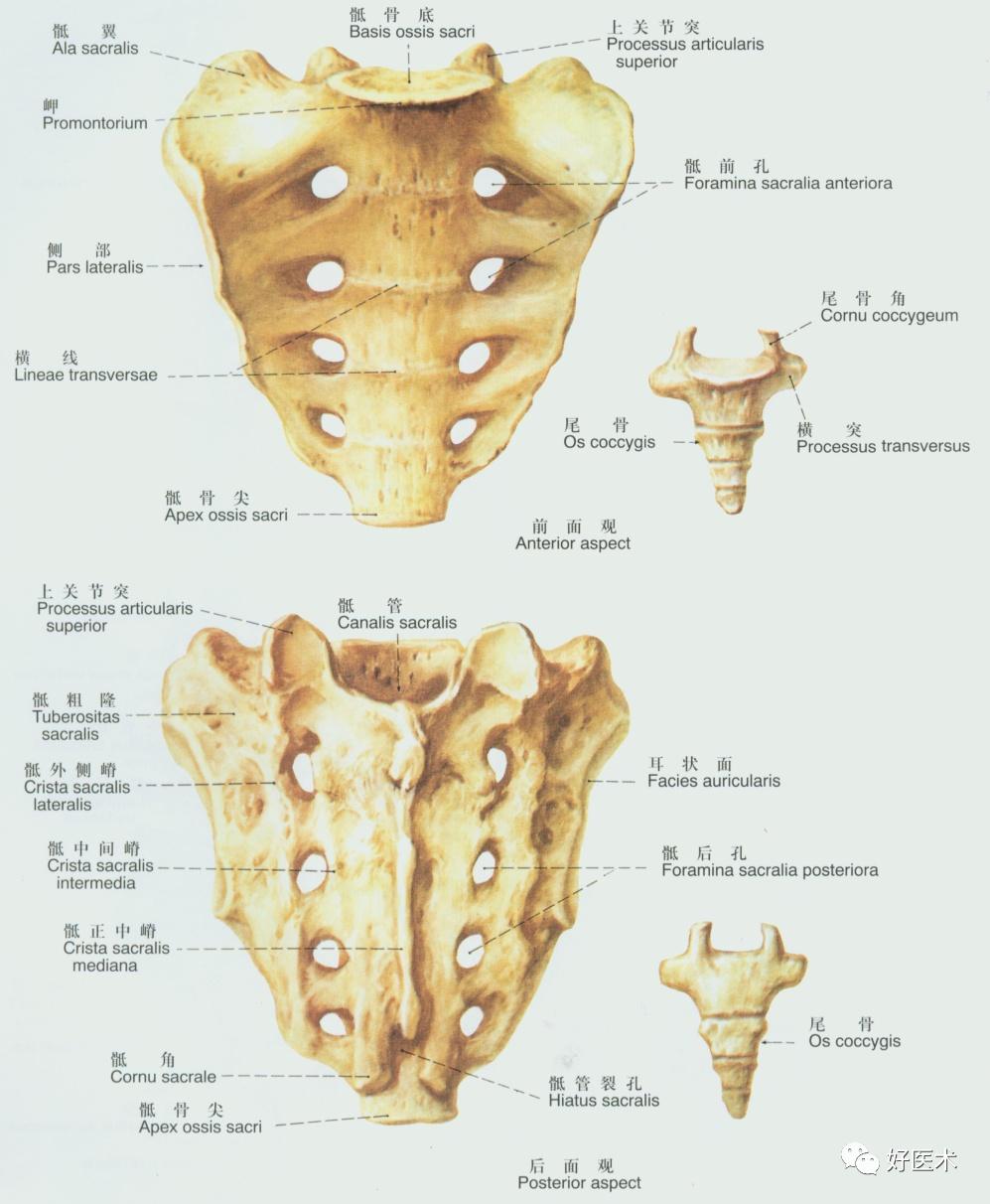 90条韧带的精细解剖、起止点及分布走形，收藏走起